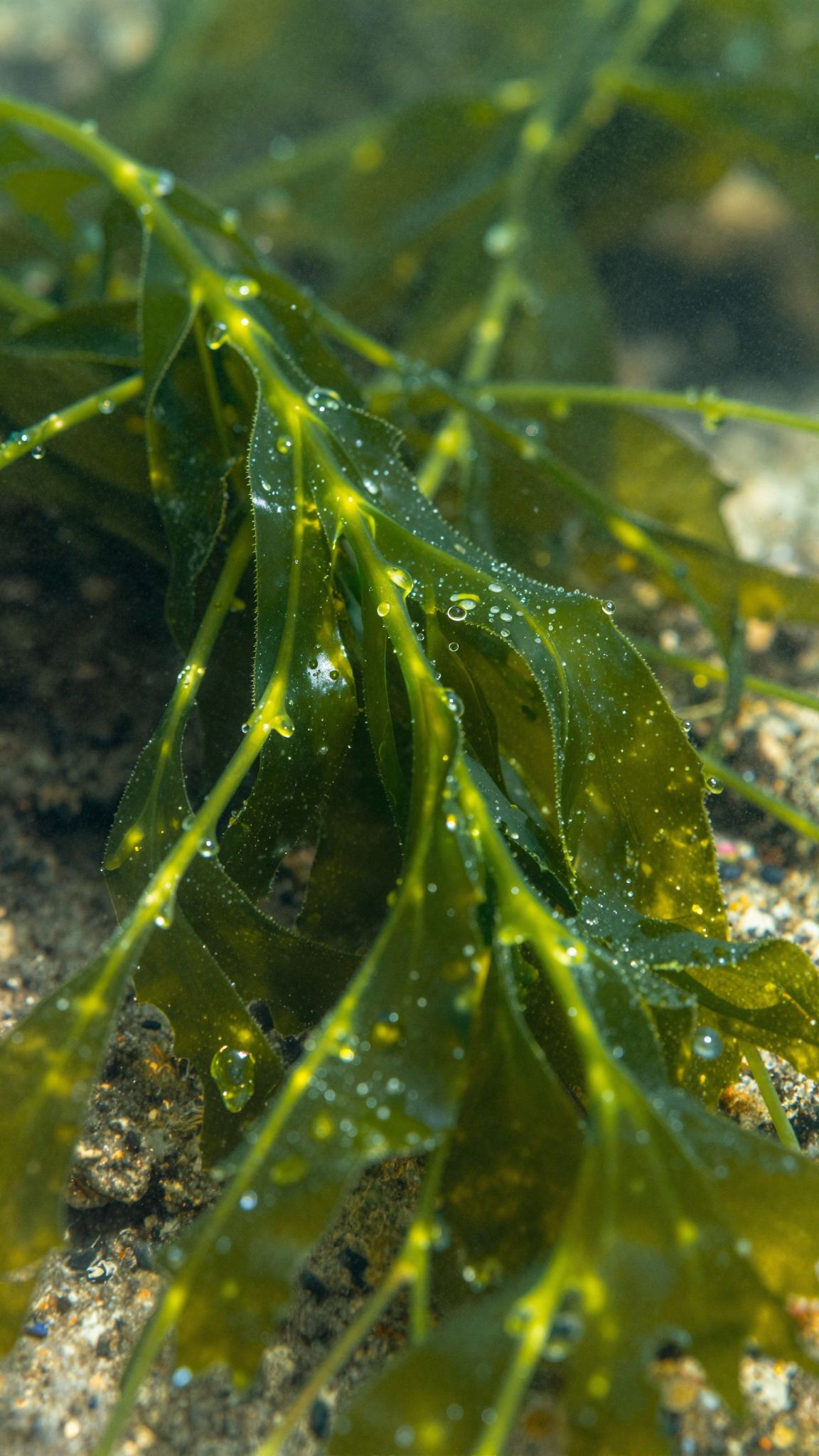 Az algák természetes antioxidánsokkal és gyulladáscsökkentőkkel támogatják az egészséget.