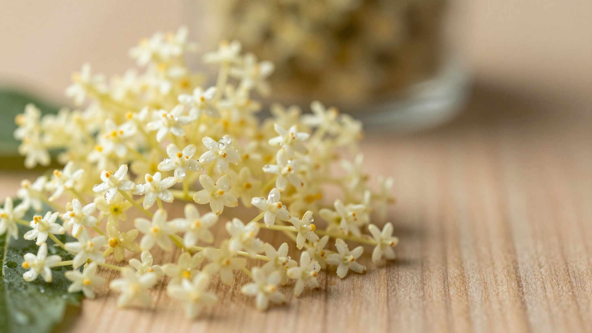 A bodza segíthet szabályozni a menstruációt és enyhíteni menopauzát.