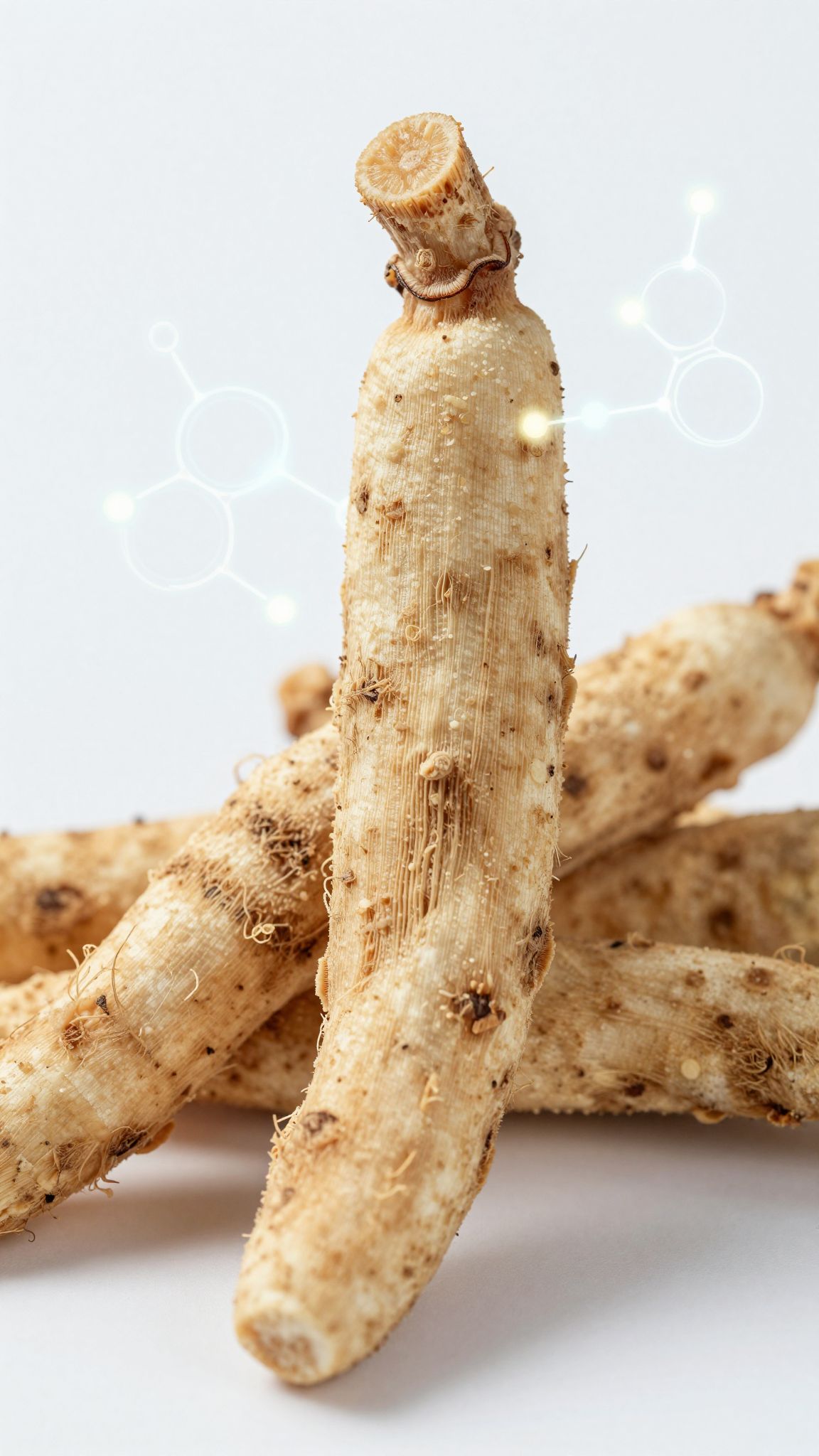 A kínai angelika gyökér fitoösztrogének révén hormonális egyensúlyt támogat.