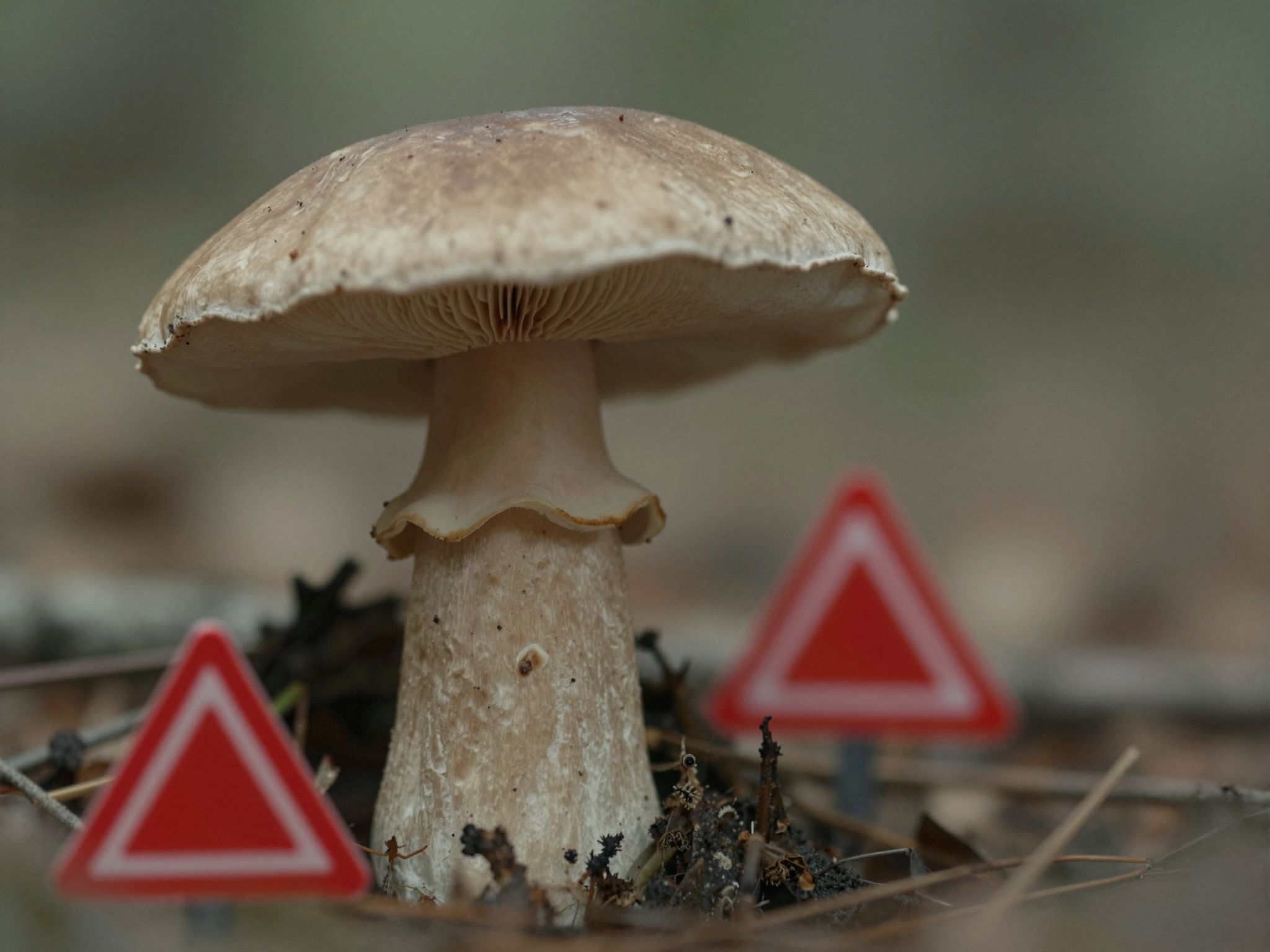 Az ördögszekér gomba fogyasztása allergiás reakciókat válthat ki.