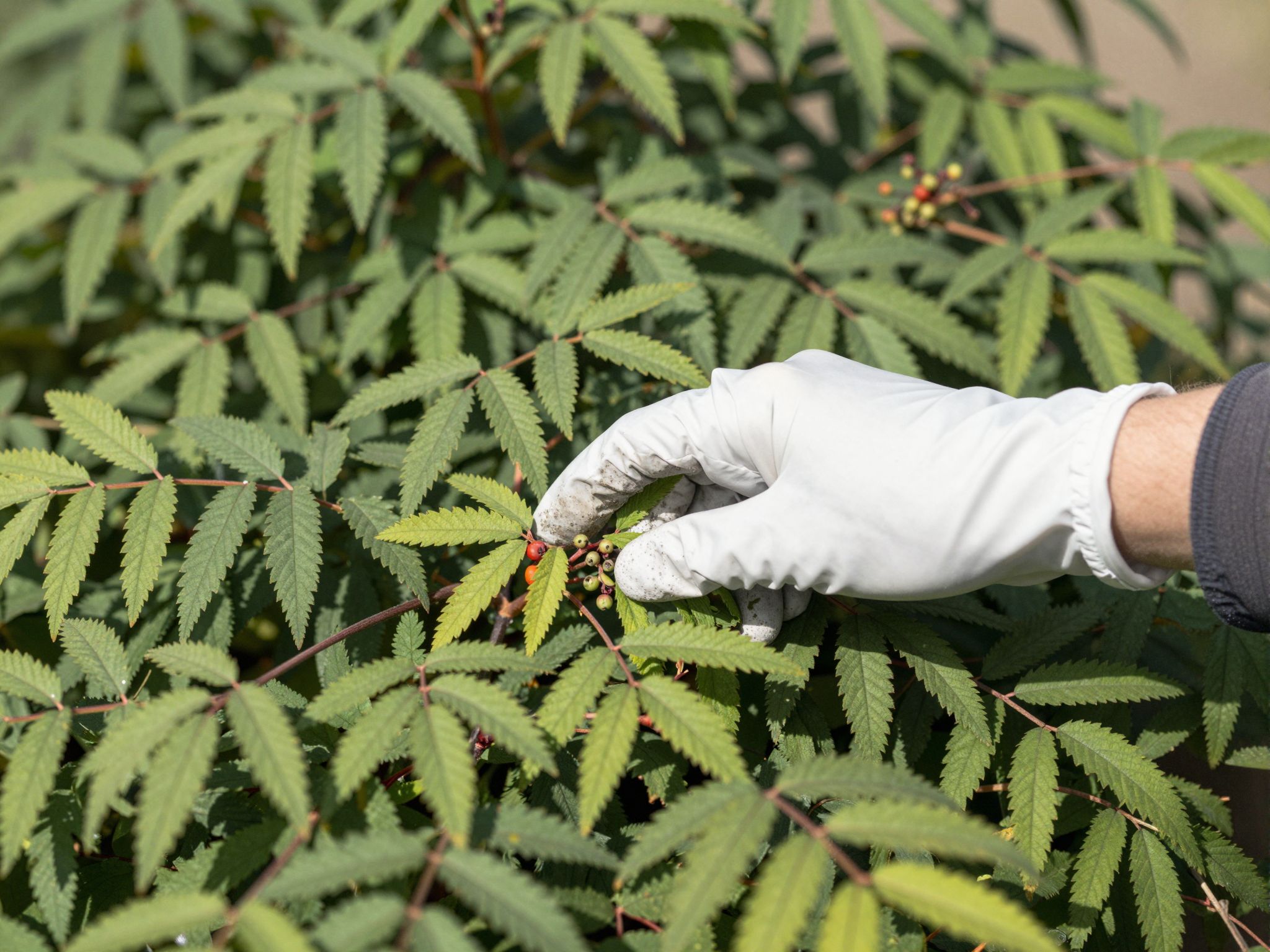 Az ecetfa érintésének kerülése az allergiás reakció megelőzése.