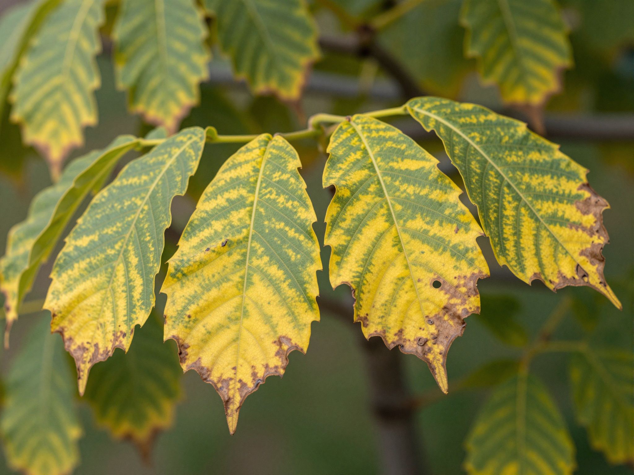 A diófalevél érintése bőrkiütést és légzési nehézséget okozhat.