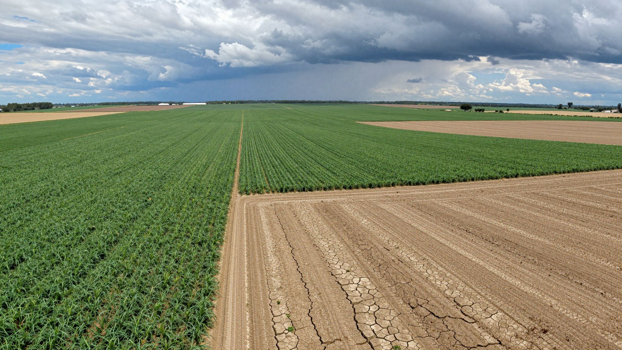 A klímaváltozás csökkenti a mezőgazdasági terméshozamokat globálisan.