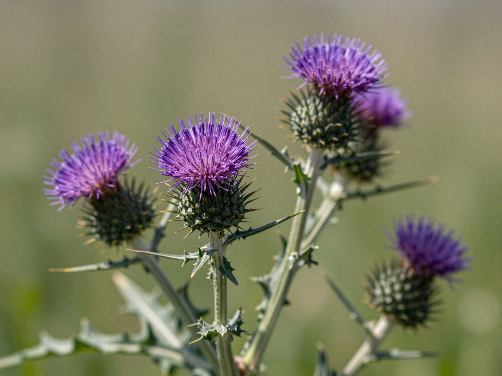 A máriatövis magja szilimarint tartalmaz, májvédő hatással.