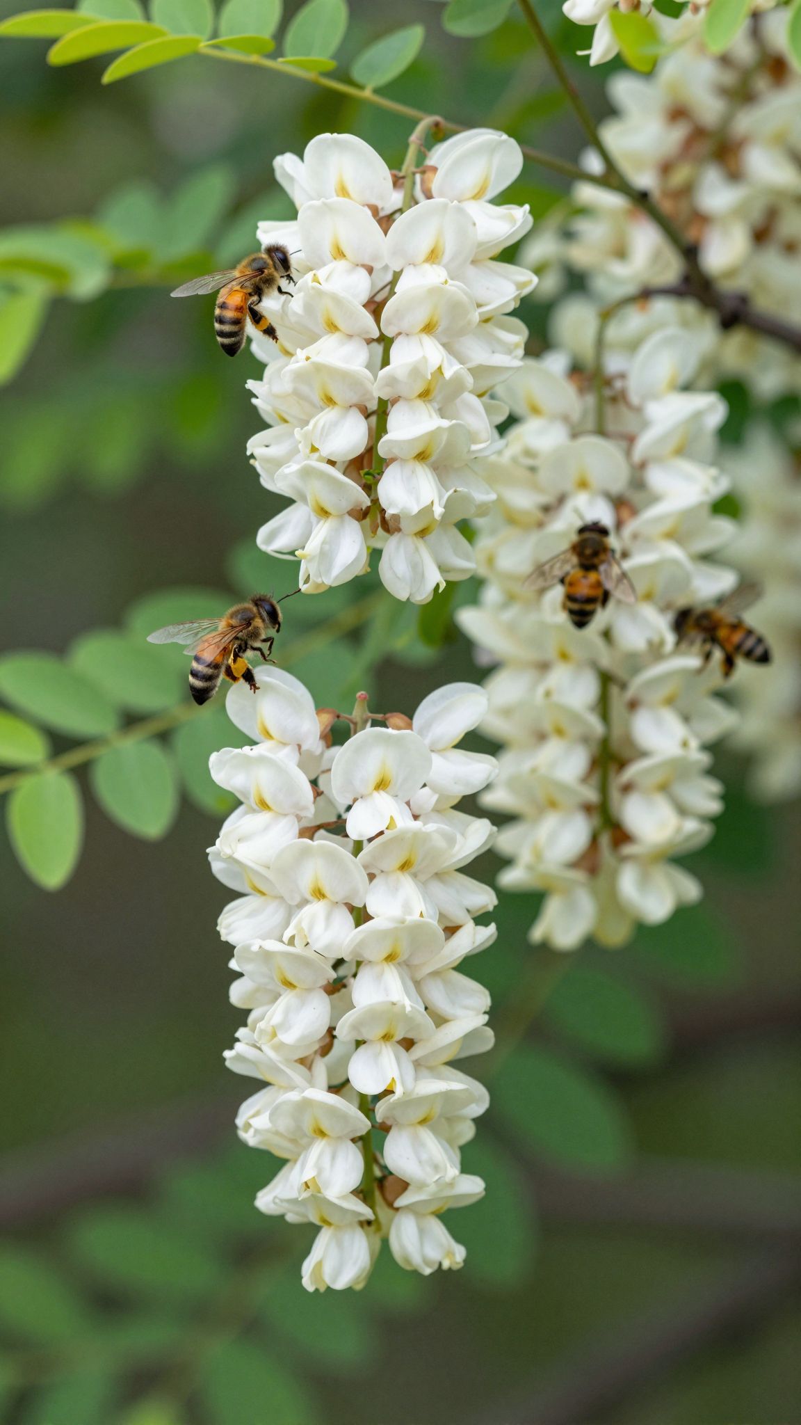 A fehér akác gazdag méhlegelő, növeli a biodiverzitást.