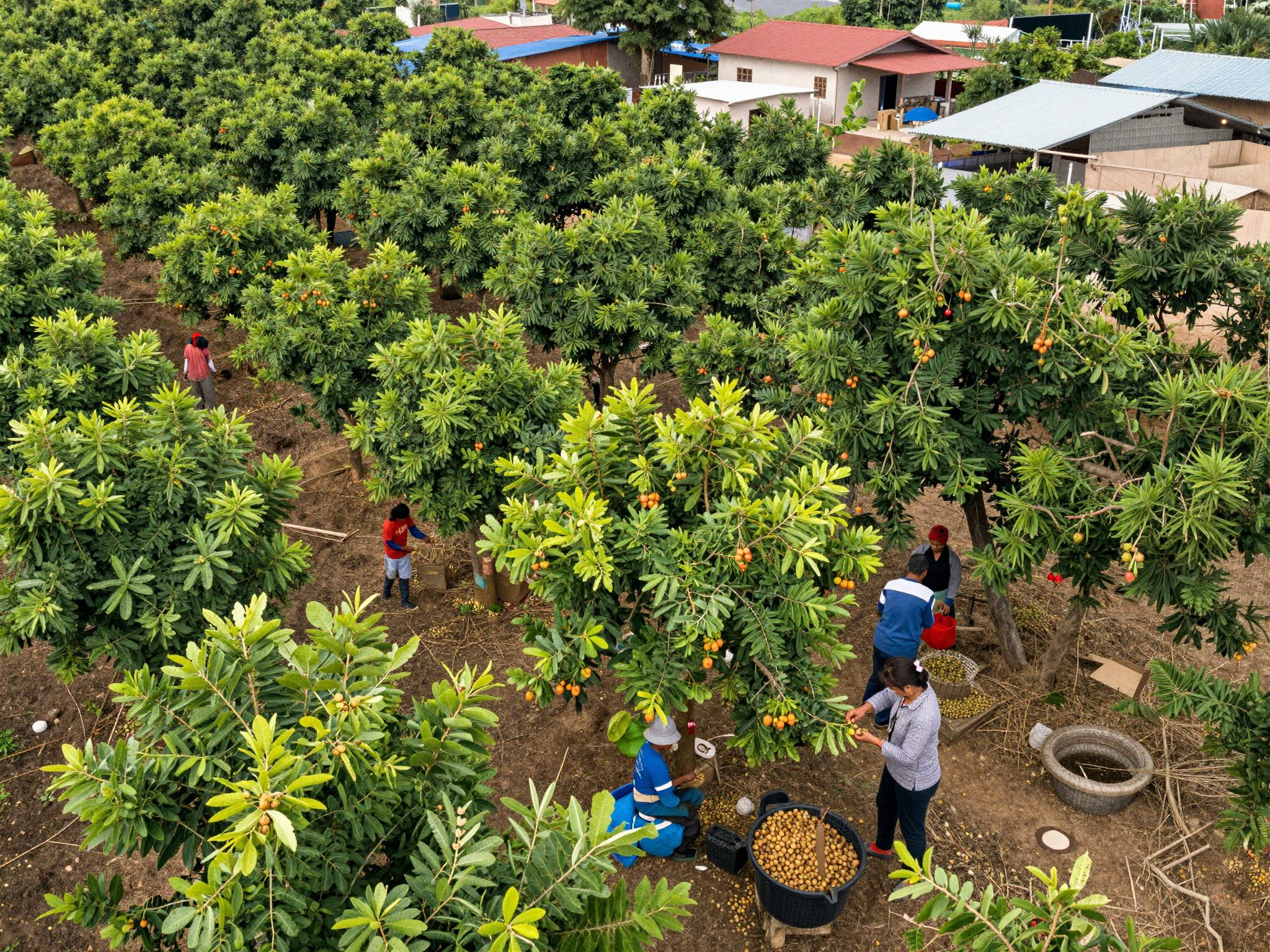 A fenntartható kesudiótermesztés javítja helyi közösségek életszínvonalát.