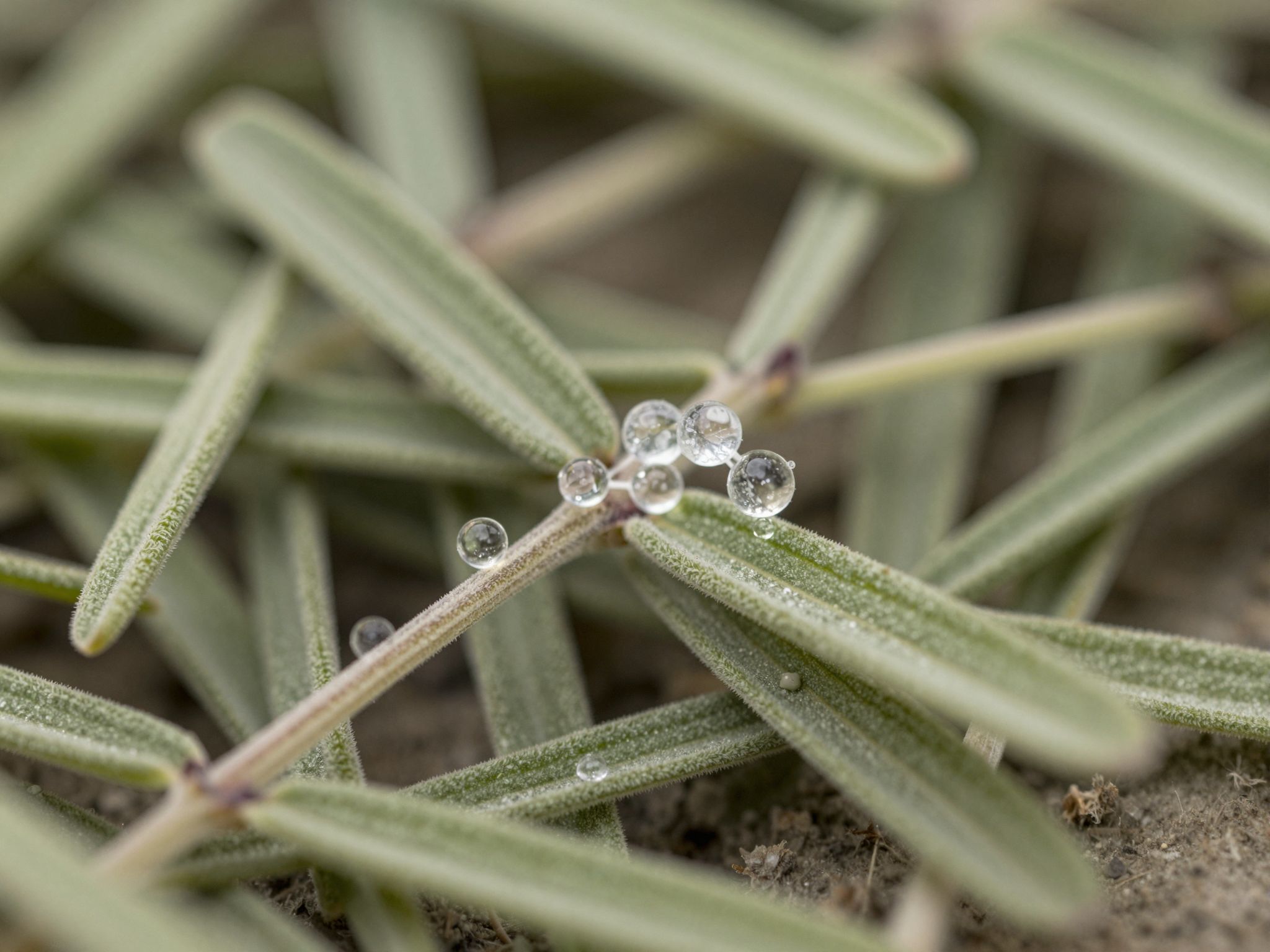 A steviol-glikozidok adják a stevia természetes édességét.