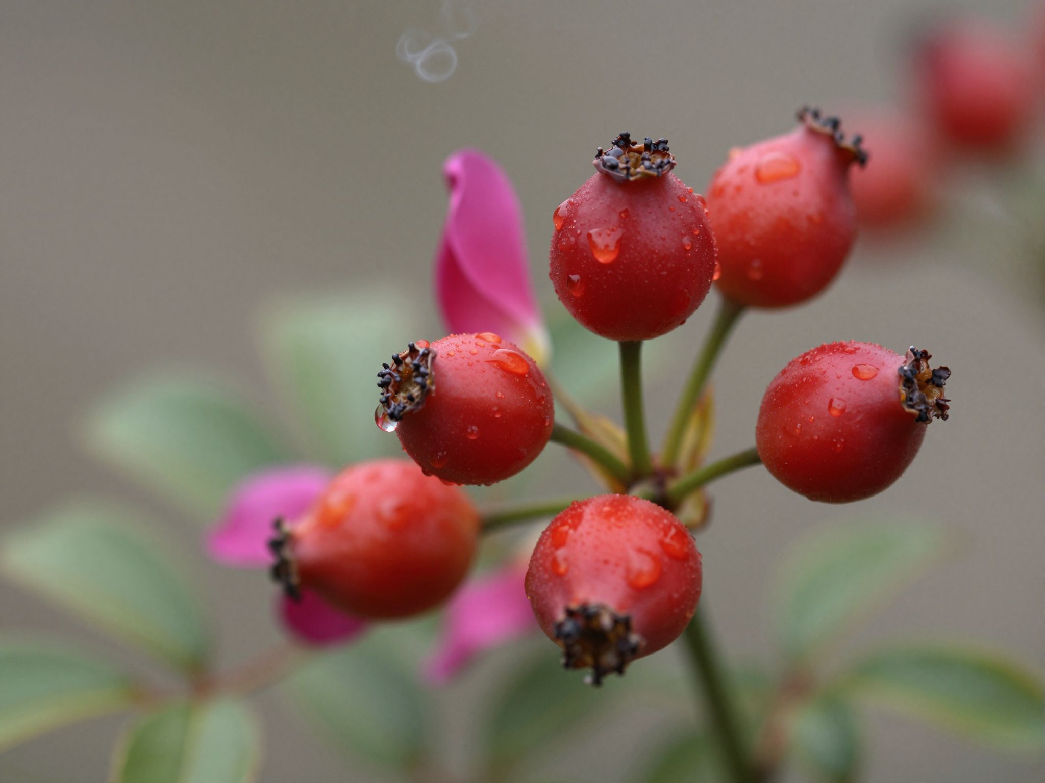 A csipkebogyó olaj színének élénksége hatóanyag-tartalmat jelez.