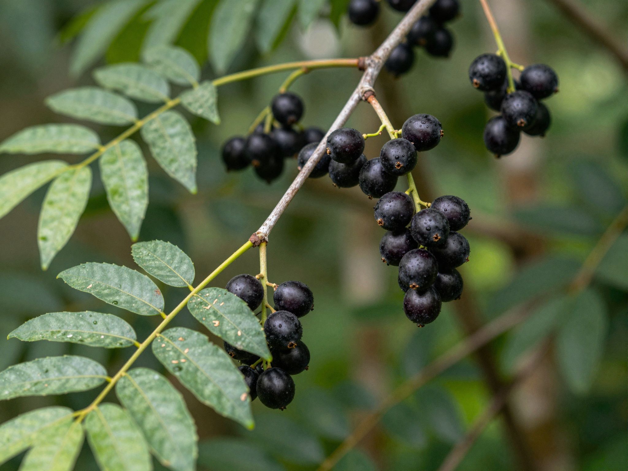 A guarana termesztése fenntartható, támogatva a helyi közösségeket.
