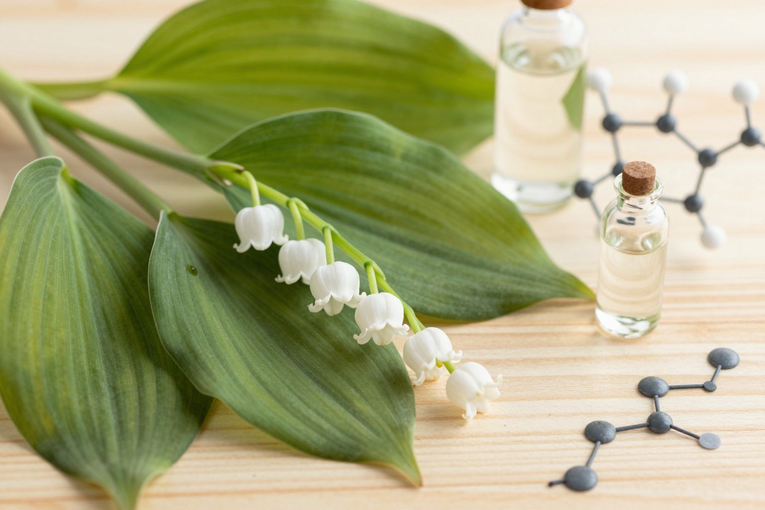 A Salamonpecsét flavonoidjai erős gyulladáscsökkentő hatást fejtenek ki.