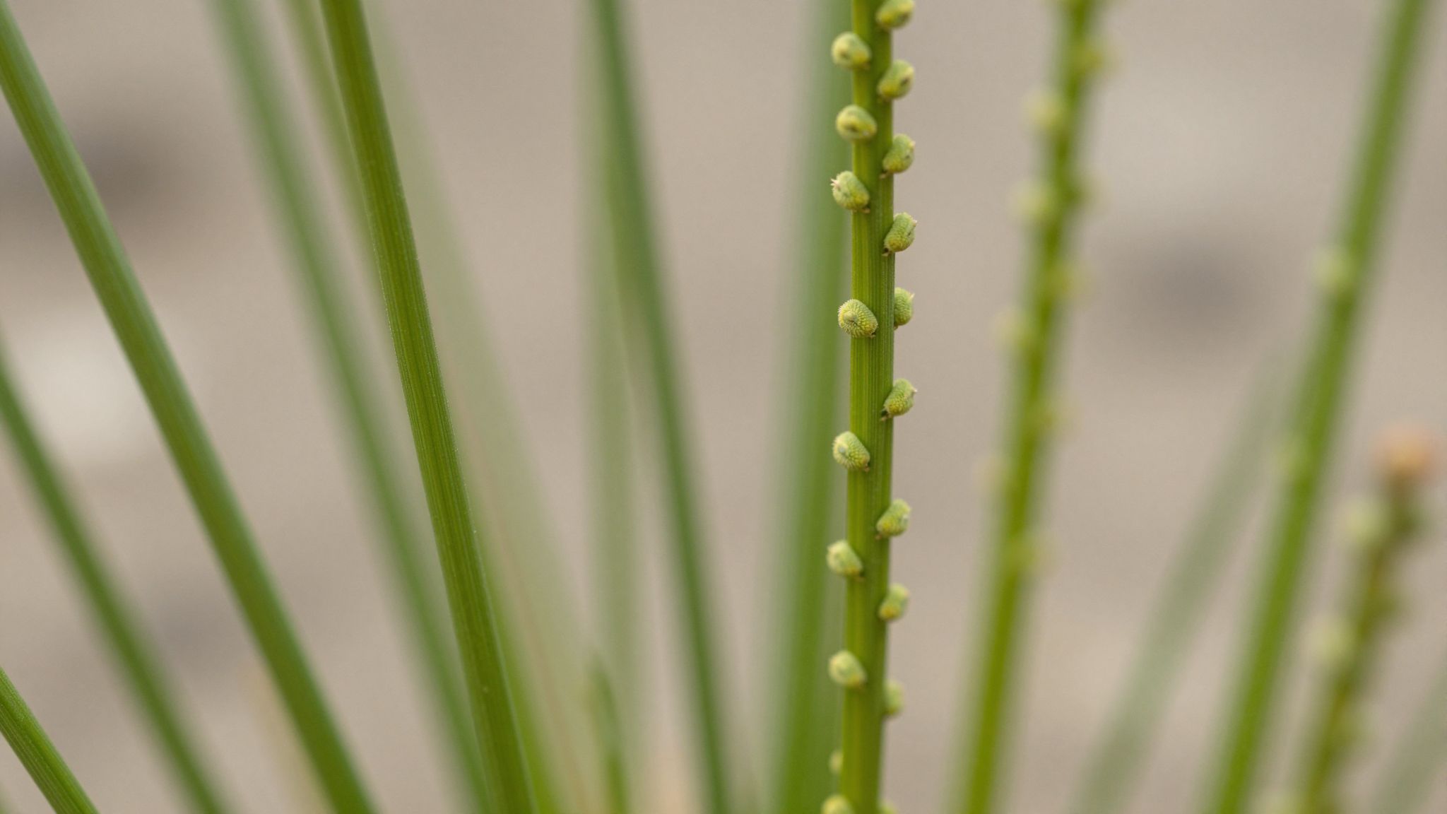 A zsurló szilícium-dioxid tartalma támogatja a csontképződést.