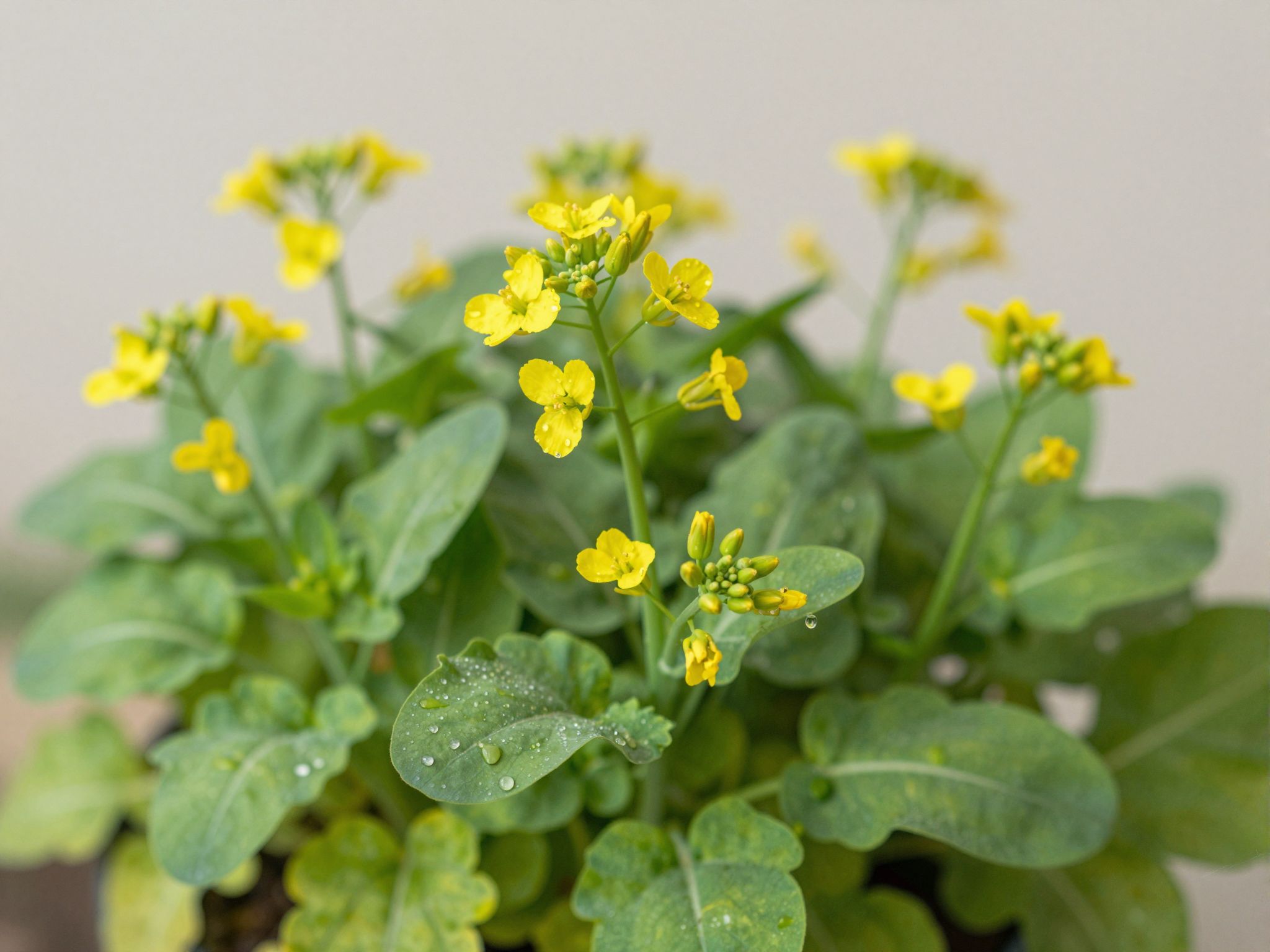 Az esszenciális zsírsavak támogatják a szív és agy egészségét.