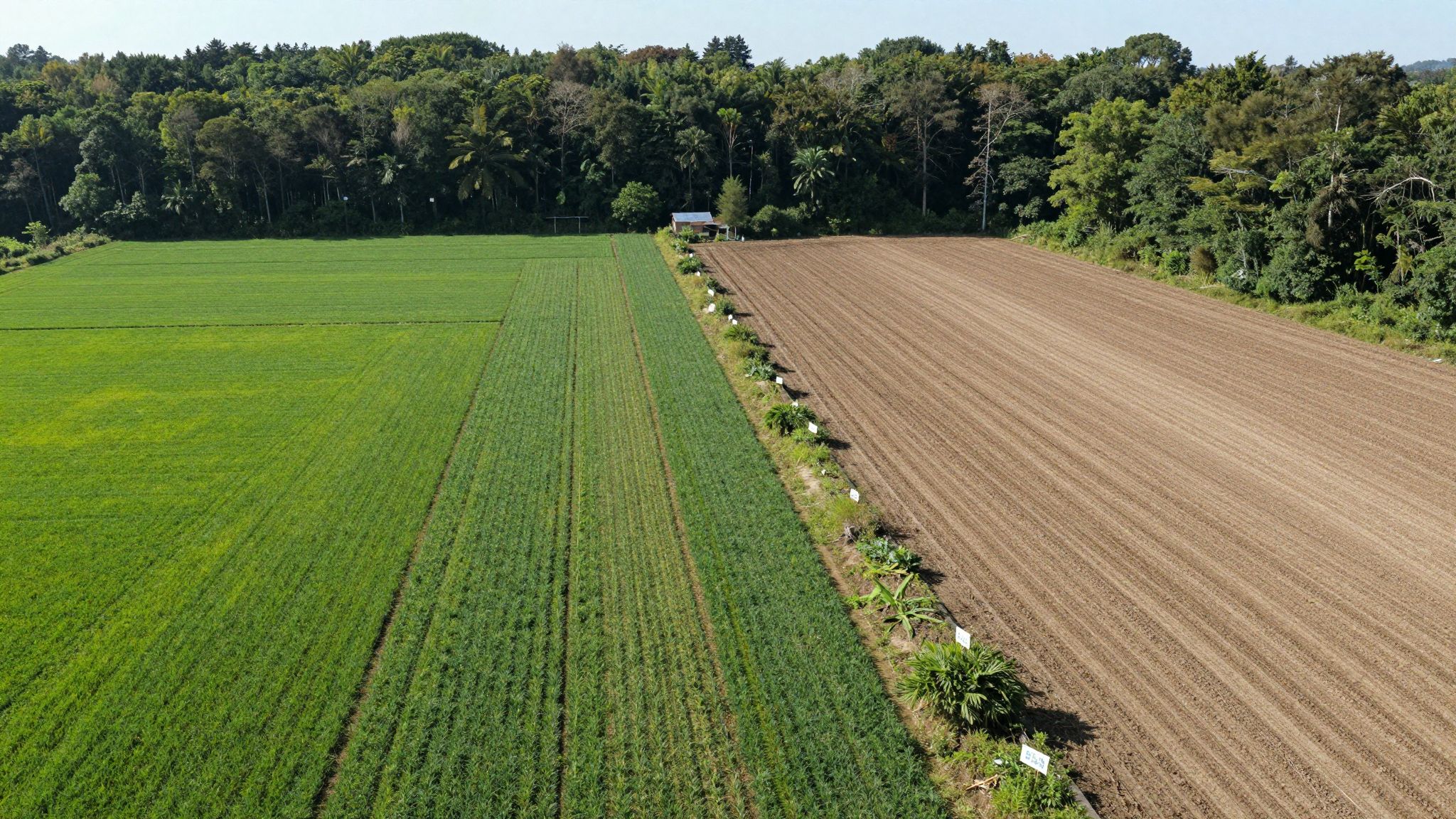 A vegetáriánus étrend csökkenti az erdőirtás mértékét.