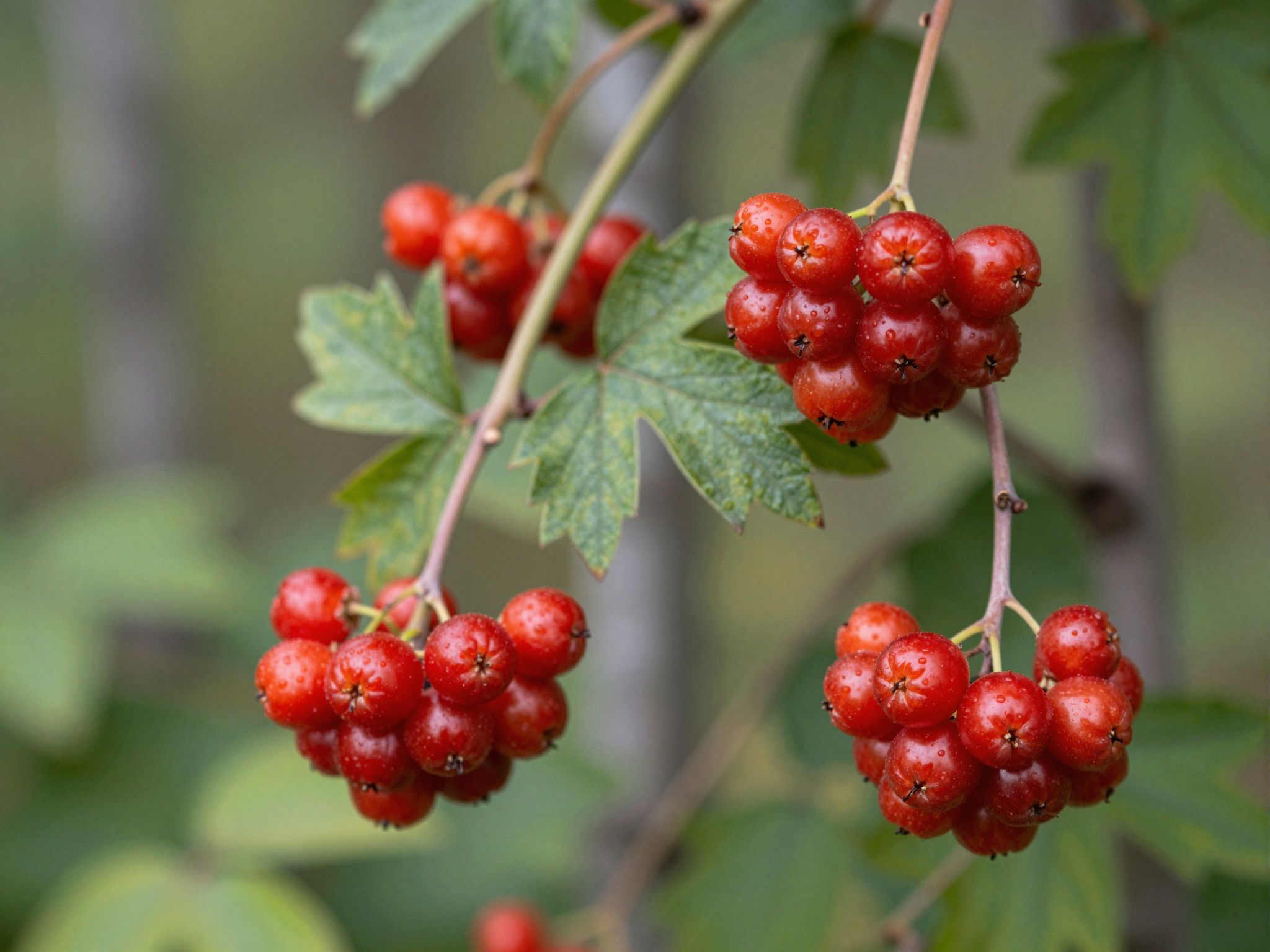 A kúszó fájdbogyó erősíti az immunrendszert természetes antioxidánsokkal.