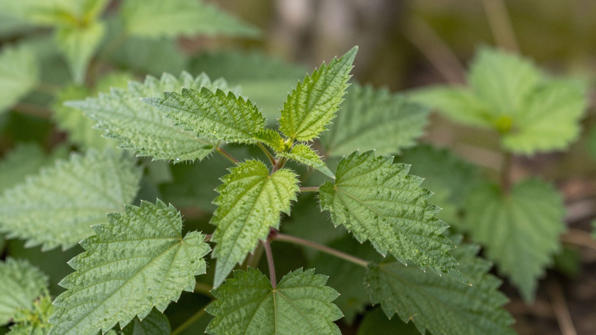 A csalán csípése gyulladáscsökkentő és vértisztító hatású.