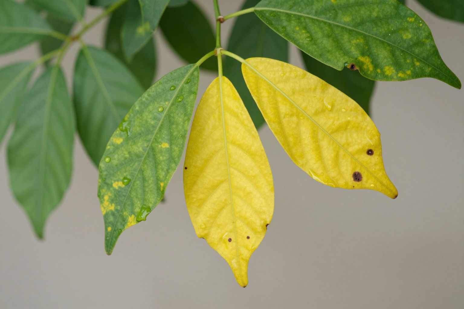 A kálium- és magnéziumhiány izomgörcsöket és fáradtságot okoz.